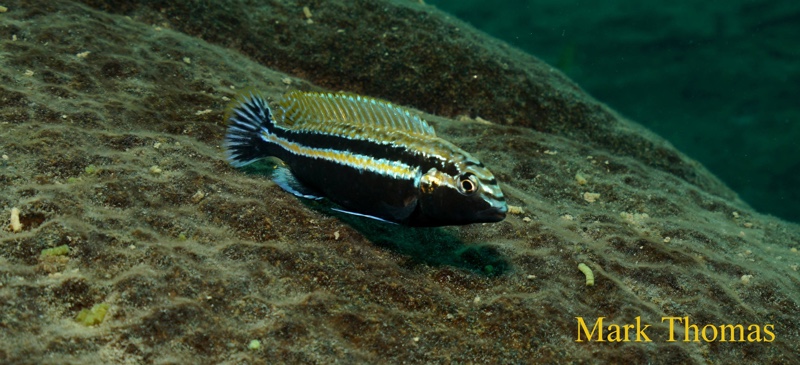 Melanochromis auratus 'Mitande Reef (Rocks)'